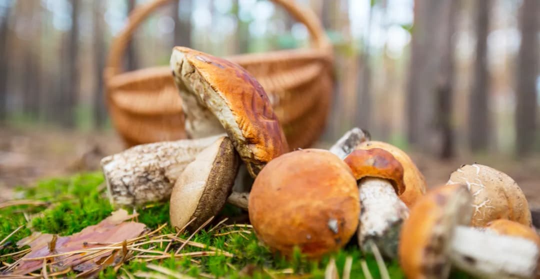 Gdzie na grzyby z noclegiem – odkryj najlepsze miejsca na wypoczynek