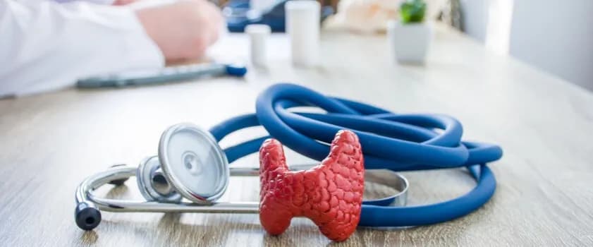 Gdzie leży tarczyca? Odkryj jej położenie w szyi i funkcje