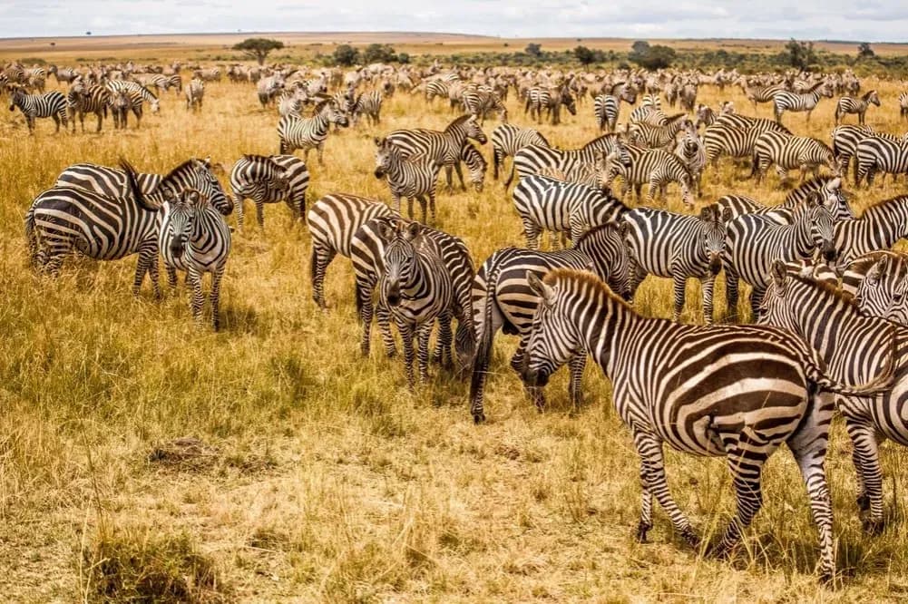 Namibia kiedy jechać: najlepszy czas na safari i obserwację dzikiej przyrody